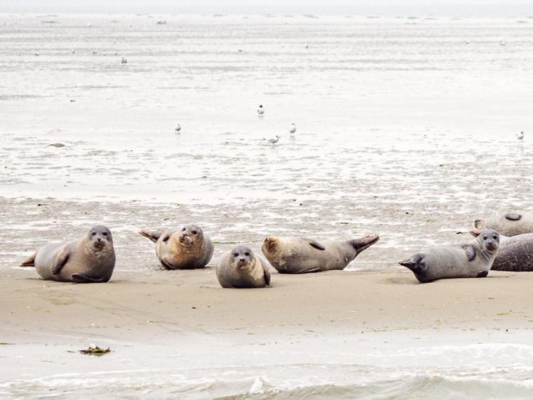 Van Harte In Zeeland カンペルラント エクステリア 写真
